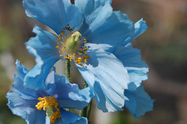 Meconopsis: "the solitary" on plateau