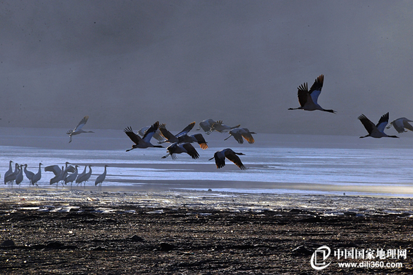 Lhasa River is one of the places where black-necked cranes winter.