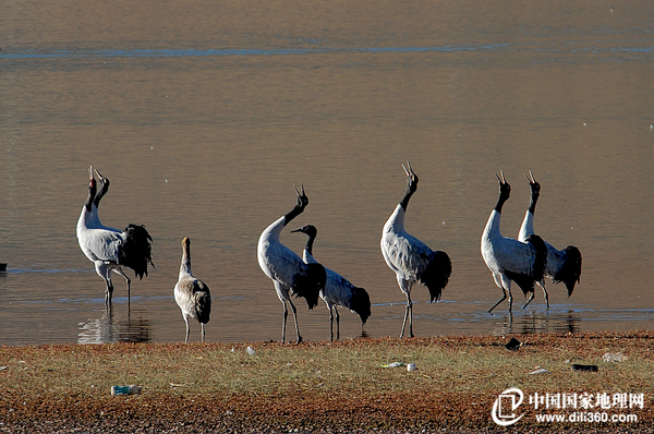 Camping of Black-necked cranes