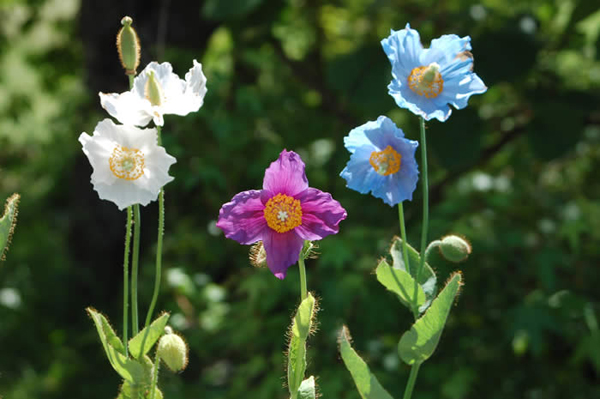 The Meconopsis in three colors.