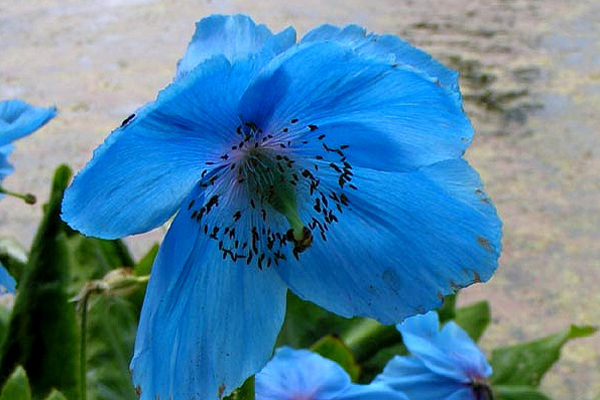 The Meconopsis is addressed as Blue Poppy by western botanists for its similarity to the poppy.