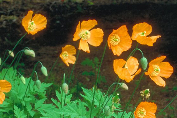 The Meconopsis has been cultivated by westerns.