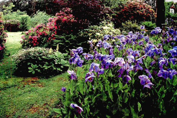 The Meconopsis in a private garden in Europe
