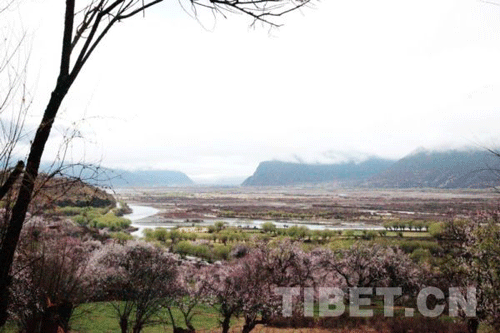 Peach blossoms on the mountain[photo/ Tibet.cn]
