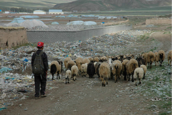 This picture was taken one morning in 2009, before the Yushu earthquake on the Zhaxikecao Grasslands of Yushu. Plastic detritus lies scattered along the roadside, while a shepherd boy walks behind his sheep, a satchel slung on his back. I remember the grasslands of my childhood: the roads were lined with wild flowers, cattle and sheep. It made you break into song. Children today walk through rubbish. What are they going to sing?