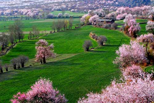 Sea of peach blossoms in Nyingchi.