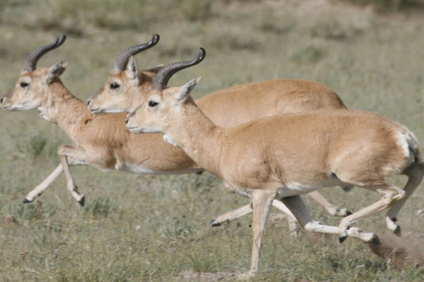 The existence of the Przewalski's gazelle is heavily influenced by the economic activities of human beings