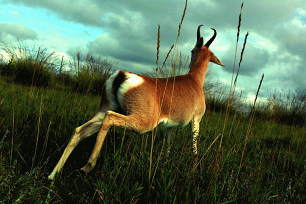 The existence of the Przewalski's gazelle is heavily influenced by the economic activities of human beings