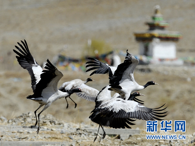 Black-necked cranes play in sunny spring in the National Natural Reserve located in the Lhoka Prefecture of southwest China's Tibet Autonomous Region, March 26, 2012. [Photo/Xinhua]
