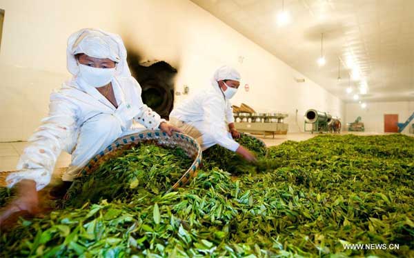 Photo taken on June 14, 2012 shows workers processing tea leaves in a workshop of the Yi'ong Tea Plantation in Bomi County, southwest China's Tibet Autonomous Region