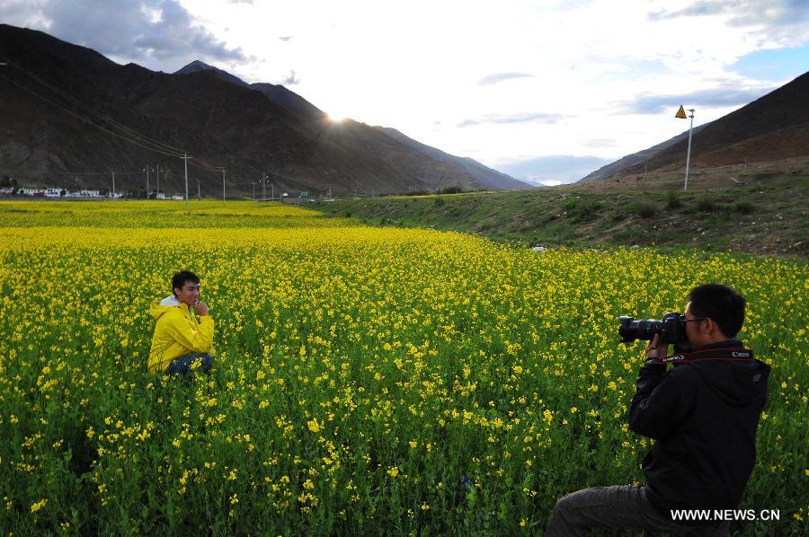 Visitors take photos in the rapeseed fields in Doilungdeqen County of Lhasa, capital of southwest China's Tibet Autonomous Region, July 4, 2012. The rape flowers along the Yarlung Zangbo River are in full bloom in July, attracting quite a lot of tourists. [Photo/Xinhua]