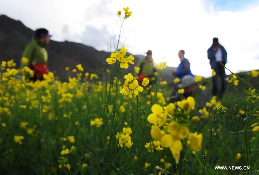 Visitors play in the rapeseed fields in Doilungdeqen County of Lhasa, capital of southwest China's Tibet Autonomous Region, July 4, 2012. The rape flowers along the Yarlung Zangbo River are in full bloom in July, attracting quite a lot of tourists. [Photo/Xinhua]