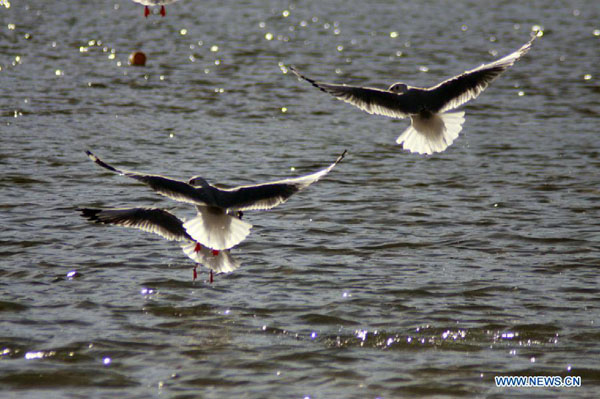Gulls fly over the Lhasa River in Lhasa, capital of southwest China's Tibet Autonomous Region, Nov. 25, 2012. [Photo/Xinhua]