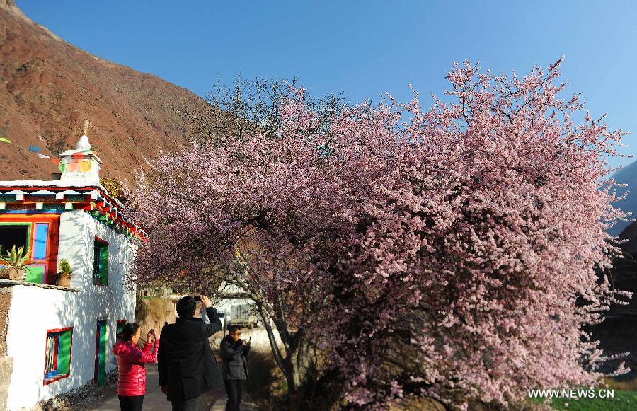 Enjoy peach blossom in China's Tibet