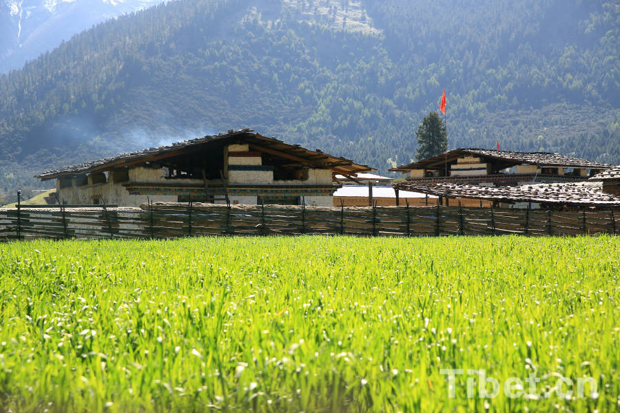 Located in LuLang Town in Nyingchi Prefecture, southeast of China's Tibet Autonomous Region, Trashigang folk village is one of the villages which witnesses and benefits from tourism prosperity.