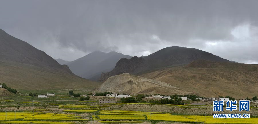 Picture taken on June 25, 2013 shows rape flowers in full bloom in Gyangze County, Shigatse Prefecture of southwest China’s Tibet Autonomous Region.[Photo/Xinhua]