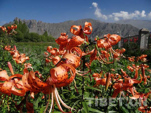 red lilies are vying with each other for blossom in the agricultural science demonstration area of the Tibet Academy of Agricultural and Animal Husbandry Sciences