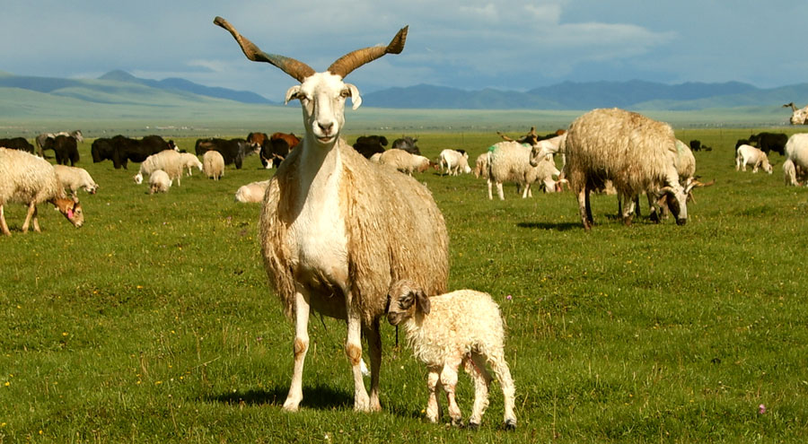 The unique Tibetan sheep are enjoying their feed.