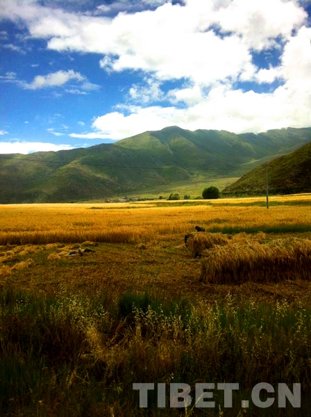 Photo shows the highland barley farmlands in the autumn in Tibet. [Photo/ China Tibet Online]