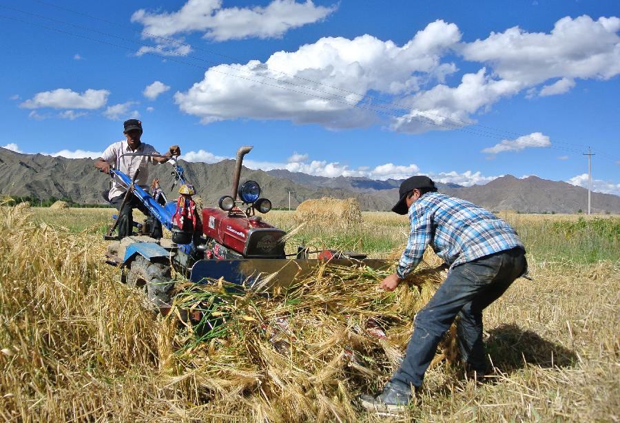 Farmers reap the wheat with the harvester in Tarkham Village，Tsoshung Township, Shigatze Prefecture of southwest China's Tibet Autonomous Region, Sept. 7, 2013. Since the beginning of September, highl