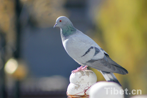 A pigeon landing on the square[Photo/China Tibet O