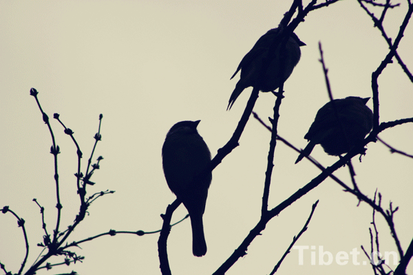 Sparrows in the dusk[Photo/China Tibet Online]