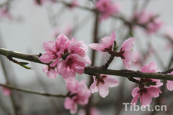 Photos on peach blossom of Lhasa