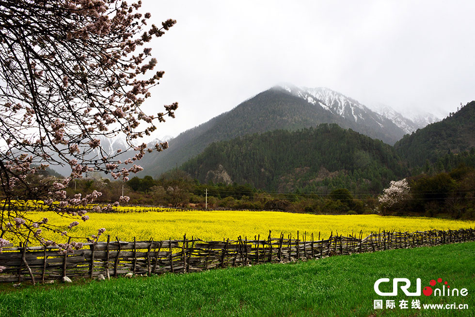 Peach blossoms are the most spectacular view in sp