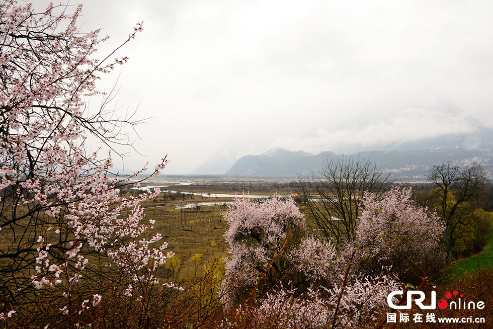 Peach blossoms are the most spectacular view in sp