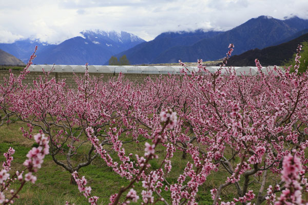 File photo shows the tourist orchard of Mainling Farm in spring. [Photo/ xzmlnc.com]
