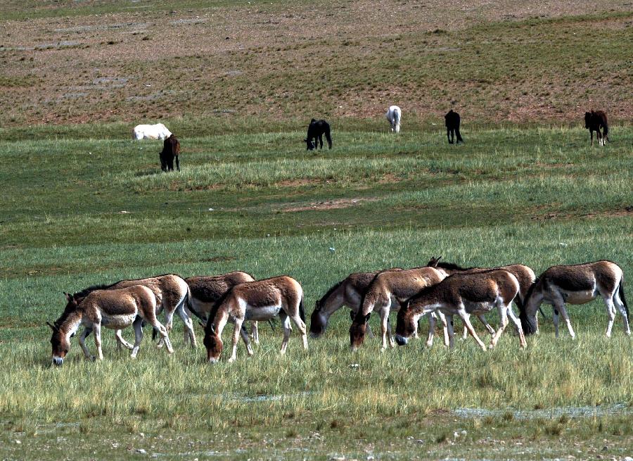 Number of Tibetan wild animals increases in Qiangtang Nature Reserve