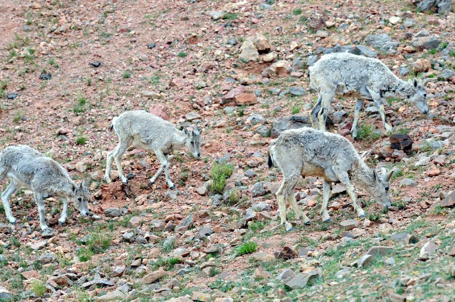 Number of Tibetan wild animals increases in Qiangtang Nature Reserve