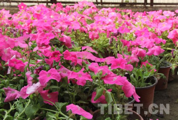 Photo shows potted flowers in Lhasa, capital city of Tibet Autonomous Region. [Photo/ China Tibet Online]