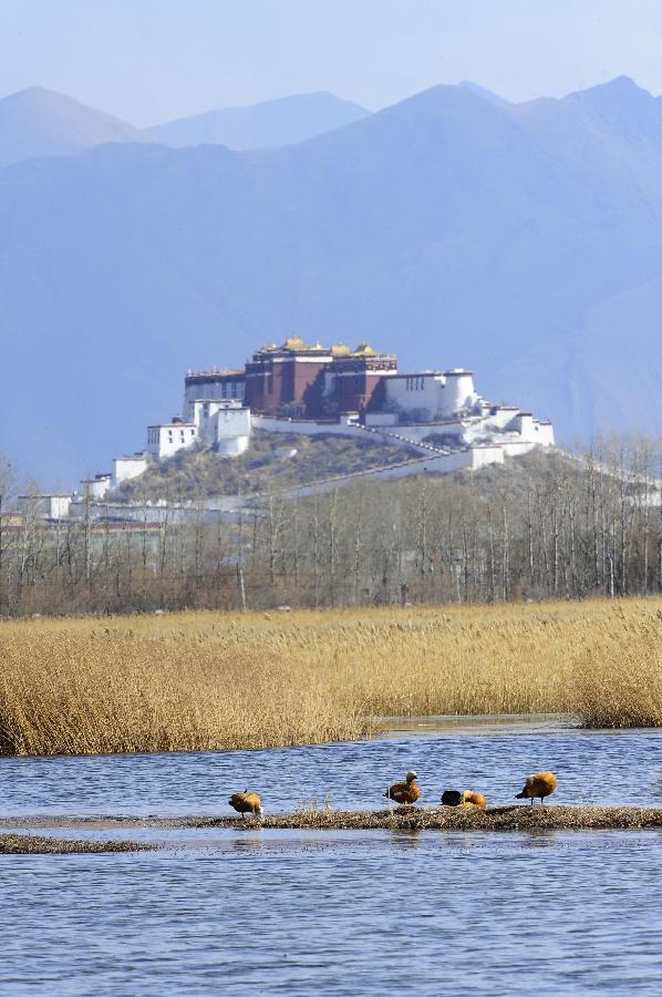 Tibet's wetlands area rank No.2 in China