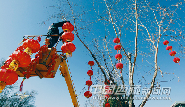 With the advent of the Spring Festival and Tibetan New Year, red lanterns are hung high on the trees by the roadside, adding much festive air to Lhasa, capital of southwest China's Tibet Autonomous Region on Jan. 17, 2012.
