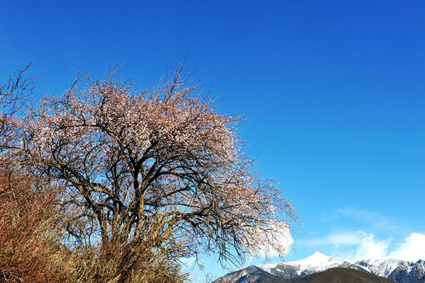 Amazing spring scenery in Nyingchi, Tibet